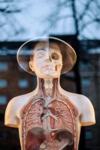 Plastic figure of human exposing lungs, skull, and respiratory system
