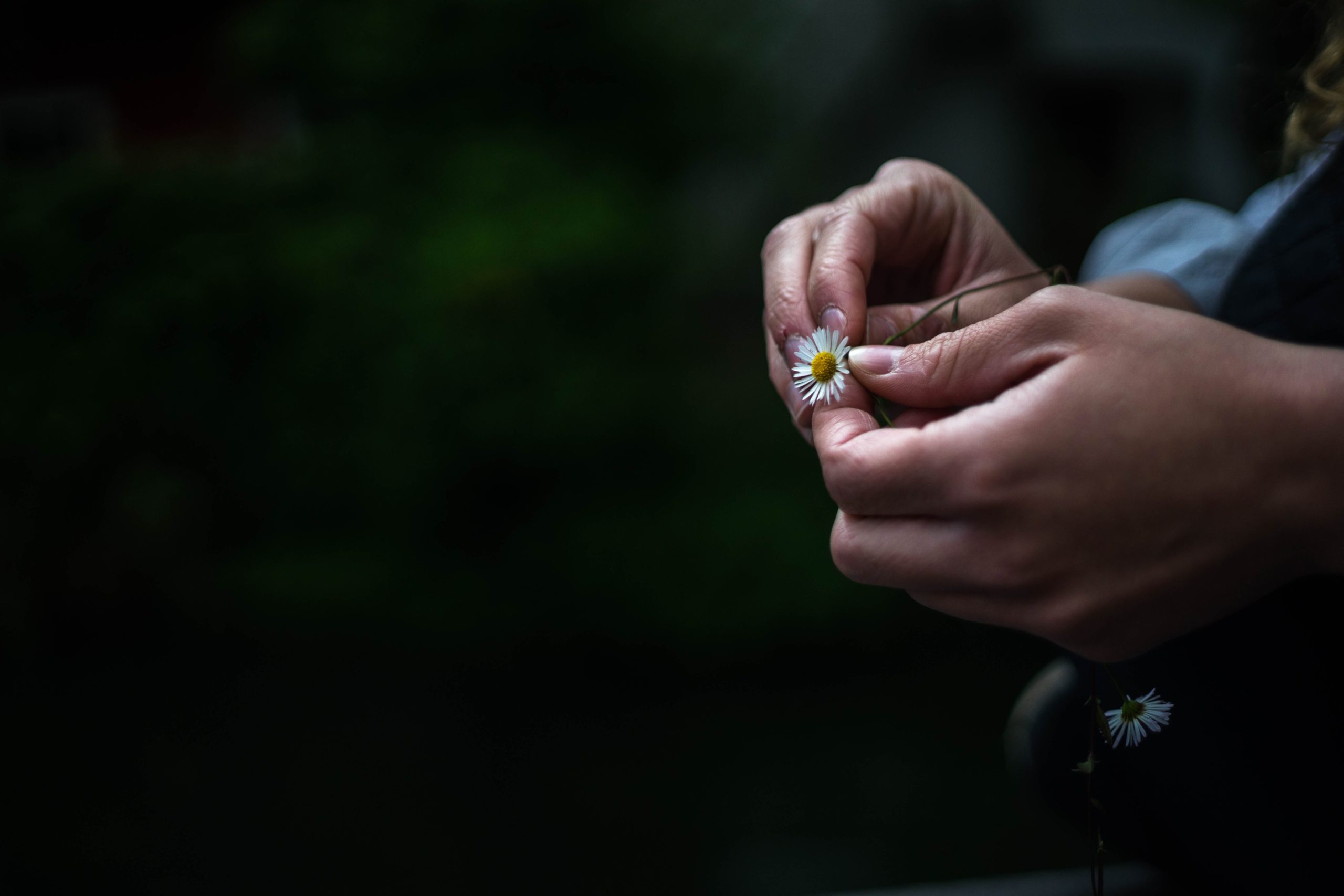 Woman's hands holding small white flower in the darkness