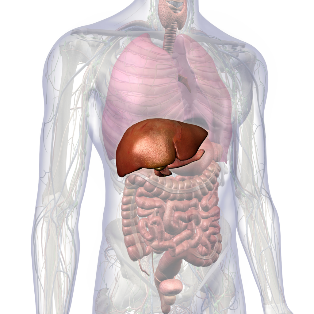 Digitized male body with pink intestines and bright red liver